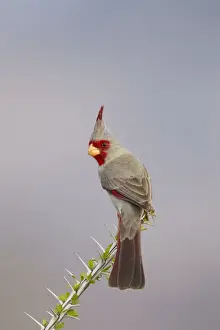Pyrrhuloxia - male - distribution: southwestern United States and northern Mexico - March in Arizona - USA