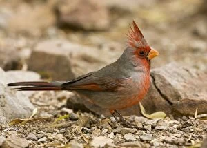 Images Dated 17th December 2008: Pyrrhuloxia - male, on ground; Sonoran desert, Arizona
