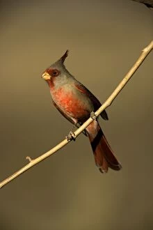 Pyrrhuloxia - Male perched on branch