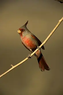 Pyrrhuloxia - Male perched on branch - Arizona, USA- Rose-colored breast and crest suggest a Cardinal but the gray back and yellow bill set it apart - Range is southwest U. S. to central Mexico - Habitat is mesquite-thorn scrub and deserts