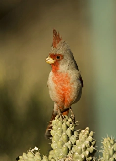 Images Dated 12th February 2008: Pyrrhuloxia - male - Perched on cholla cactus branch Rose-colored breast
