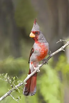 Pyrrhuloxia - male South Texas