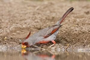 Images Dated 25th March 2008: Pyrrhuloxia - male South Texas