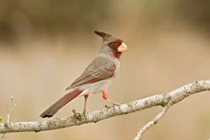 Images Dated 30th March 2008: Pyrrhuloxia - male South Texas