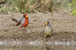 Pyrrhuloxias Prints: Pyrrhuloxia - pair South Texas