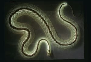 Images Dated 11th October 2004: Python Snake Skeleton Light with neon tube bulb, about 15 long