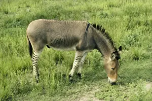 Quagga - experimental cross. Mule/Zebra Hybrid