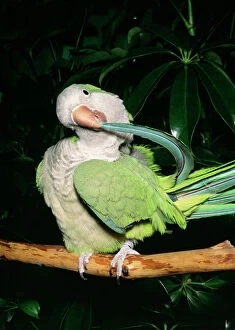 Feather Collection: Quaker / Monk Parakeet - Preening South America