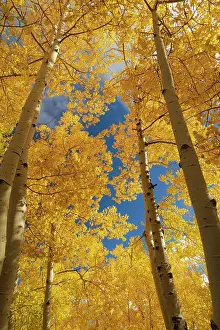 Foliage Prints: Quaking aspen, fall season, Sandia Mountains