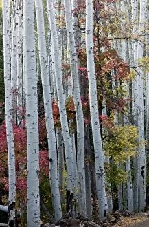 Quaking Aspens - with autumn colour of Canyon Maple