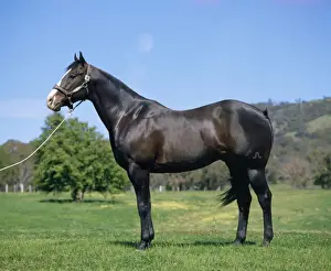 Stallions Prints: Quarter Horse - stallion