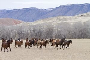 Images Dated 2nd February 2012: Quarter Horses - running