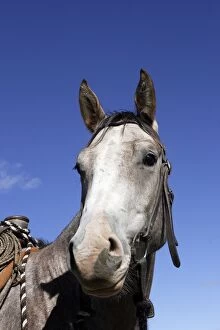 Quarter / Paint Horse - close-up of head