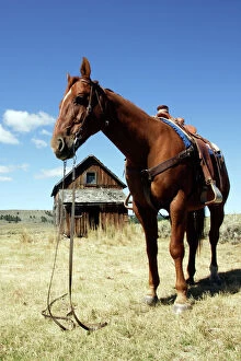 Quarter / Paint Horse - saddled up