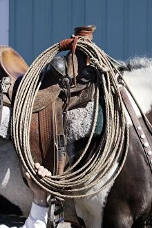 Quarter / Paint Horse - saddled up, showing cowboy s