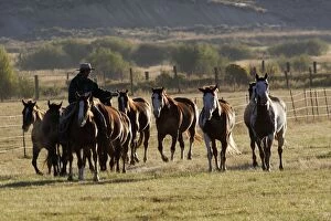 Quarter / Paint Horses with cowboy