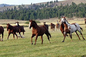 Farmland Collection: Quarter / Paint Horses - running. Ponderosa Ranch - Seneca - Oregon - USA