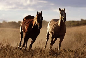 Horse Collection: Quarter / Paint Horses - running. Ponderosa Ranch - Seneca - Oregon - USA