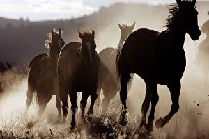 Horses Collection: Quarter / Paint Horses - running. Ponderosa Ranch - Seneca - Oregon - USA