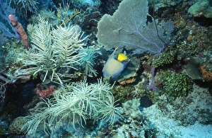 Images Dated 4th April 2007: Queen Angelfish Bay Islands, Honduras