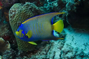 Images Dated 11th November 2011: Queen Angelfish (Holacanthus ciliaris)