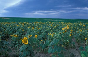 Images Dated 20th March 2007: Queen Anne's County, MD. A field of sunflowers