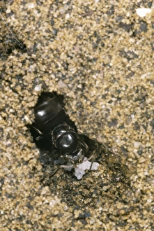 Images Dated 3rd May 2006: Queen Black Ant - & eggs