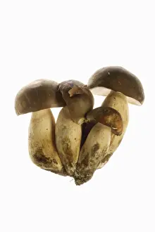 Edible Prints: Queen Bolete Fungi