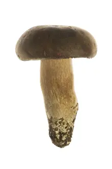 Fruit And Veg Prints: Queen Bolete Fungi
