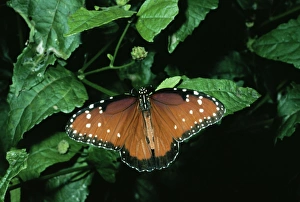Images Dated 12th September 2006: Queen Butterfly Central & South America