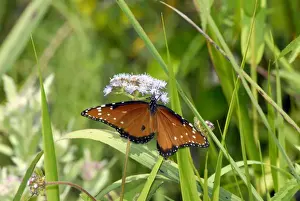 Everglades Prints: Queen Butterfly - male, distinguished from female by black spot on hindwing