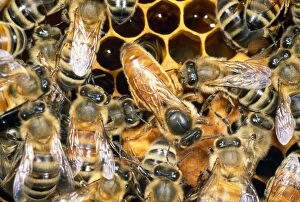 Queen Honey Bee - with attendant workers