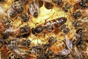 Queen honeybee clipped wings