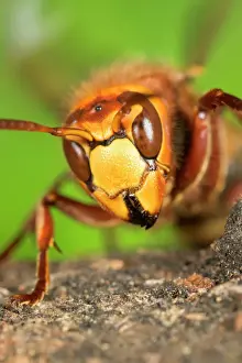 Queen Prints: Queen Hornet - defensive stance Norfolk UK