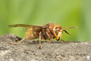 Queen Hornet UK