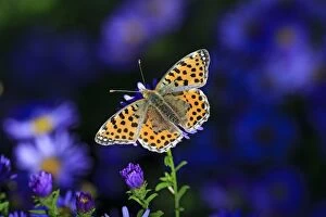 Butterflies And Moths Gallery: Queen of Spain Fritillary Butterfly on autumn Aster