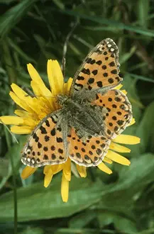 Fritillary Prints: Queen of Spain Fritillary Butterfly Female