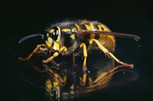 Queens Prints: Queen Wasp UK
