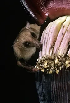 Queensland Blossom Rat - feeding on banana flower