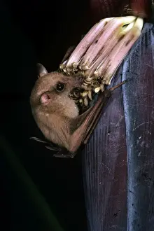 Queensland Blossom Rat - feeding on banana flower