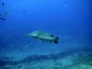Grouper Prints: Queensland Grouper - 250 K grouper with pilot fish, rarely seen. Shark Reef, Fiji Islands