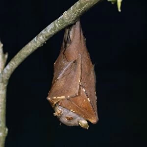 Images Dated 11th July 2008: Queensland Tube-nosed Bat