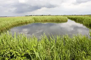 Norfolk Prints: Quiet pool in reedbeds Hickling Broad Norfolk Wildlife Trust UK