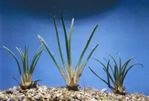 Quillwort