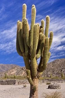 Images Dated 6th May 2010: Quilmes Ruins - giant Cardon cactus and remnants