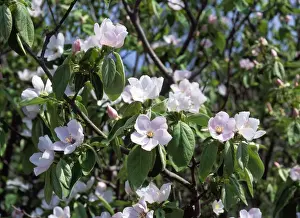 Quinces Prints: Quince - in flower, edible fruit