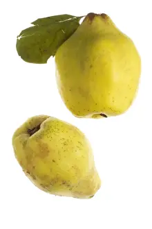 Fruit And Veg Prints: Quince Fruit