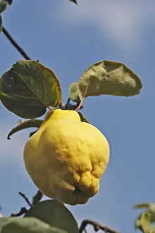 Quince Fruit - edible