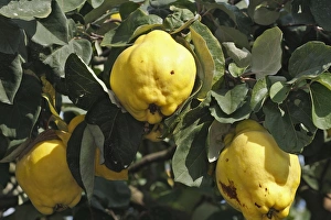 <b class=qtipBold><figcaption>Quince Fruit - edible</figcaption></b><br>WAT-15622 Quince Fruit - edible Cydonia oblonga M. Watson Please note that prints are for personal display purposes only and may not be reproduced in anyway.<br><em>© M. Watson / ardea.com</em> Quince Fruit - edible
