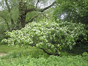 Images Dated 20th May 2006: Quince Tree in flower